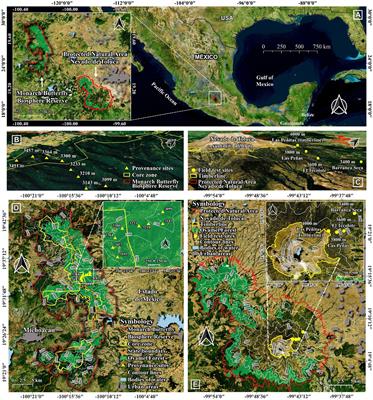 Establishing monarch butterfly overwintering sites for future climates: Abies religiosa upper altitudinal limit expansion by assisted migration